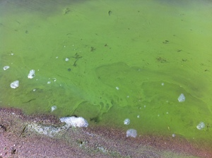 Cyanobacteria in Water with Foam