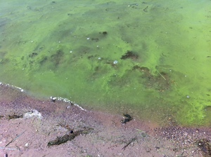 Cyanobacteria in Water