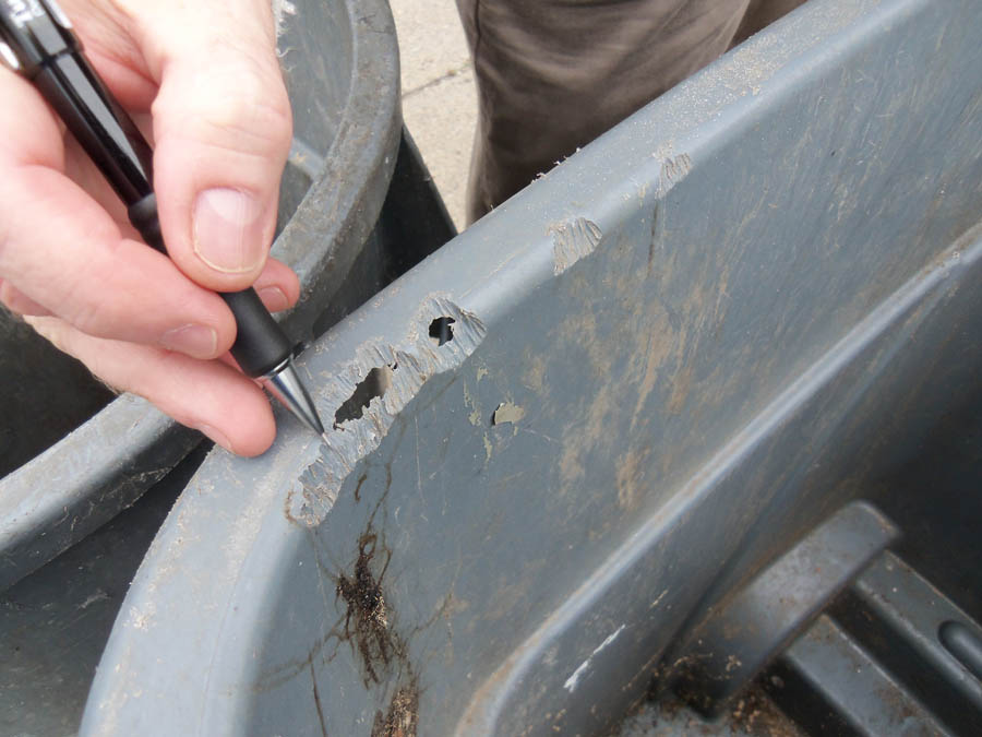 Example of Rat Gnaw Marks