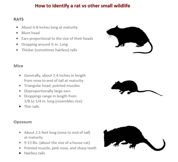 Rat vs Other Small Wildlife