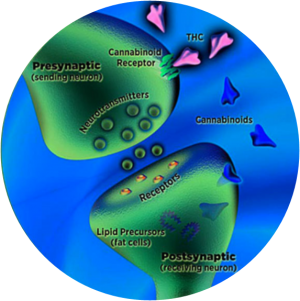 Cannabinoid Receptor